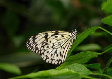 schmetterling0110108.jpg