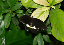 schmetterling0110109.jpg