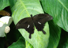 schmetterling0110110.jpg