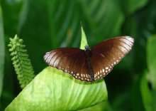 schmetterling0110111.jpg