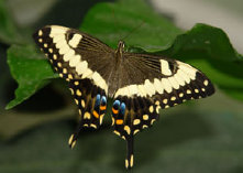 schmetterling0110112.jpg