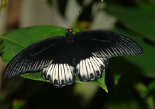 schmetterling0110113.jpg