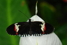 schmetterling0110114.jpg