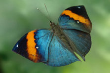 schmetterling0110115.jpg