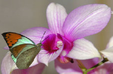 schmetterling0110116.jpg