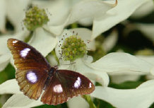 schmetterling0110117.jpg