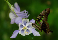 schmetterling0110118.jpg