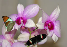 schmetterling0110119.jpg