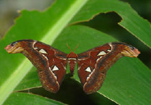 schmetterling0110122.jpg