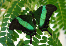 schmetterling0110123.jpg