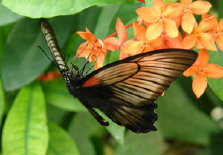schmetterling0110124.jpg