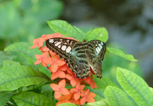 schmetterling0110125.jpg
