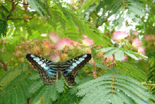 schmetterling0110126.jpg