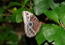 schmetterling0110127.jpg