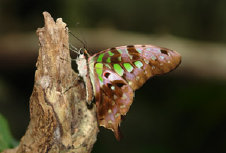 schmetterling0110128.jpg