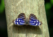 schmetterling0110130.jpg