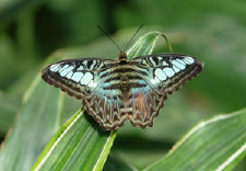 schmetterling0110131.jpg