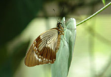 schmetterling0110132.jpg