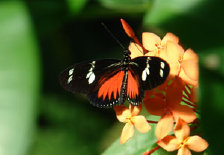 schmetterling011061.jpg