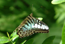 schmetterling011062.jpg