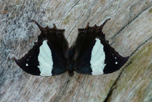 schmetterling011063.jpg