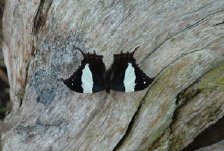 schmetterling011064.jpg
