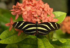 schmetterling011065.jpg