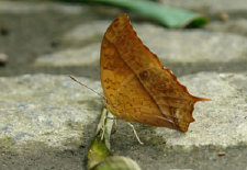 schmetterling011066.jpg