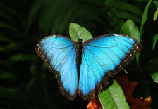 schmetterling011067.jpg