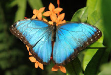schmetterling011068.jpg