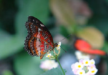 schmetterling011069.jpg