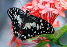 schmetterling011070.jpg