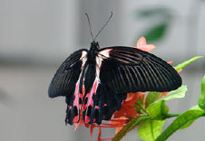 schmetterling011071.jpg