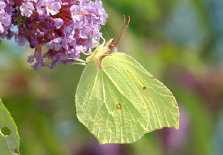 schmetterling011073.jpg