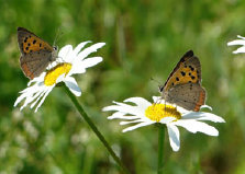 schmetterling011074.jpg
