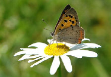schmetterling011075.jpg