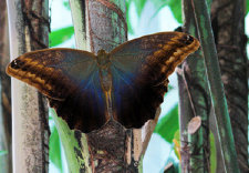 schmetterling011076.jpg