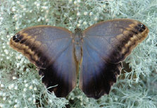 schmetterling011077.jpg