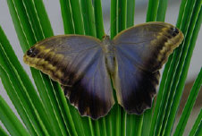 schmetterling011078.jpg