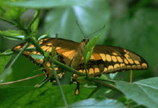 schmetterling011079.jpg