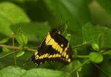 schmetterling011081.jpg