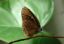 schmetterling011082.jpg