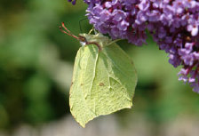 schmetterling011083.jpg