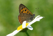 schmetterling011084.jpg