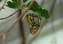 schmetterling011085.jpg