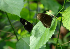 schmetterling011086.jpg