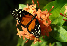 schmetterling011087.jpg