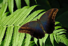 schmetterling011088.jpg