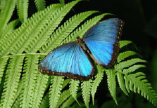 schmetterling011089.jpg