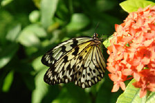 schmetterling011090.jpg